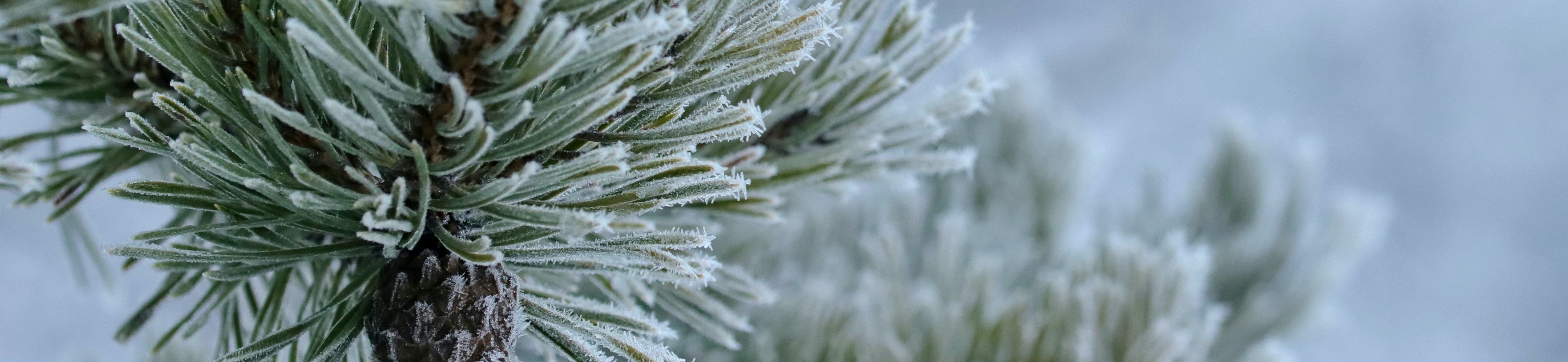 Rogaland idrettskrets