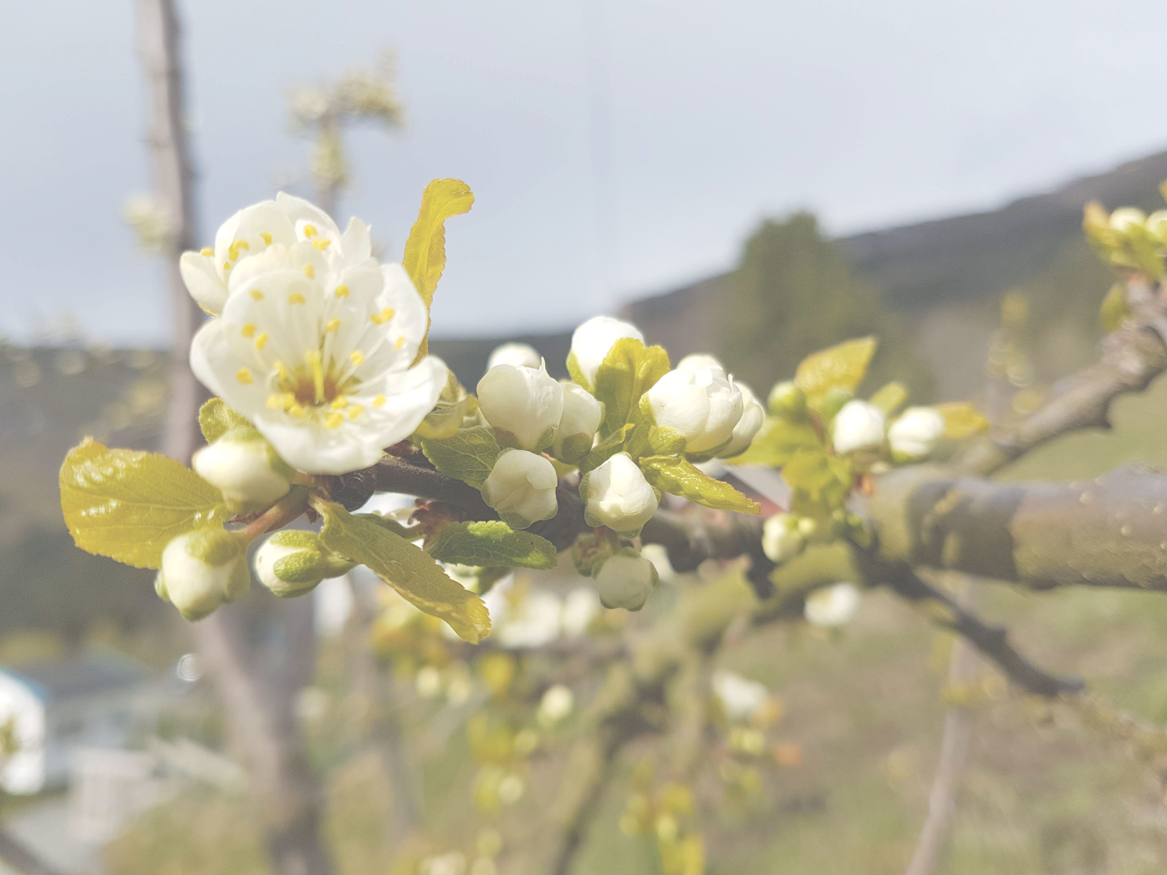 Forside | Innvik Fruktlager SA