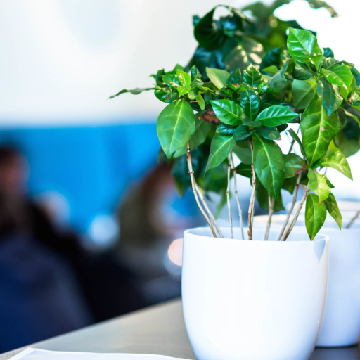 Kaffemisjonen // Blom