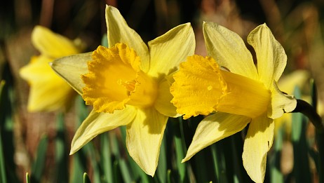 Høybråten, Fossum og Stovner