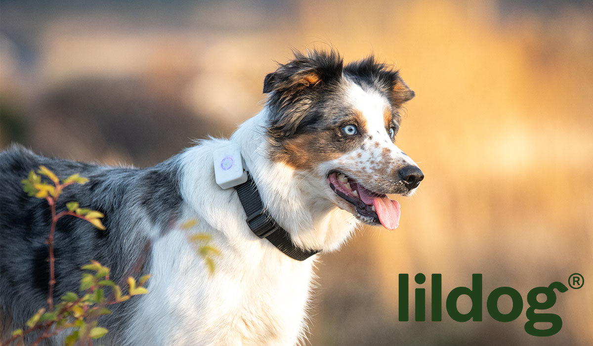 Lildog – GPS tracker og aktivitets sporingsbrikke for hund og katt