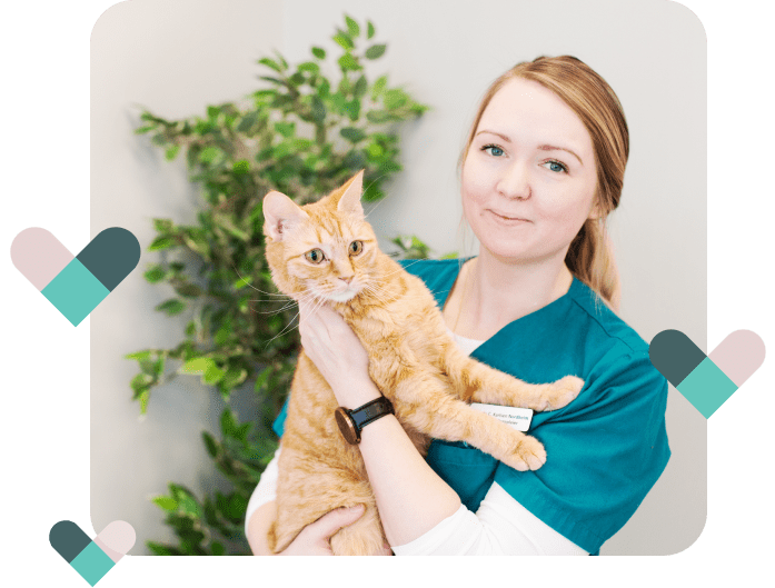 Forsiden | Lofoten Dyreklinikk