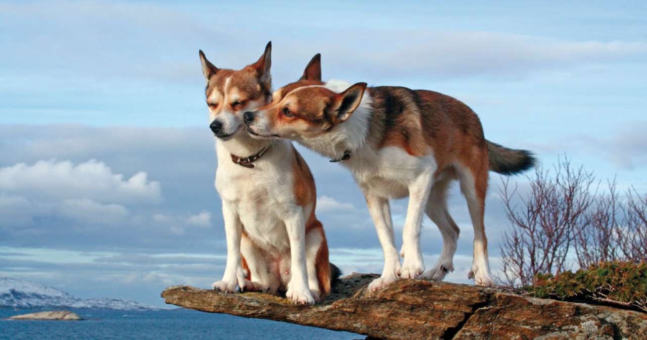 Norsk Lundehund Klubb