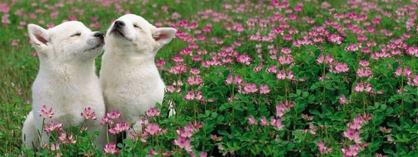 Lydig.no - Vestfolds beste hundeskole. Nå med fornøydgaranti!