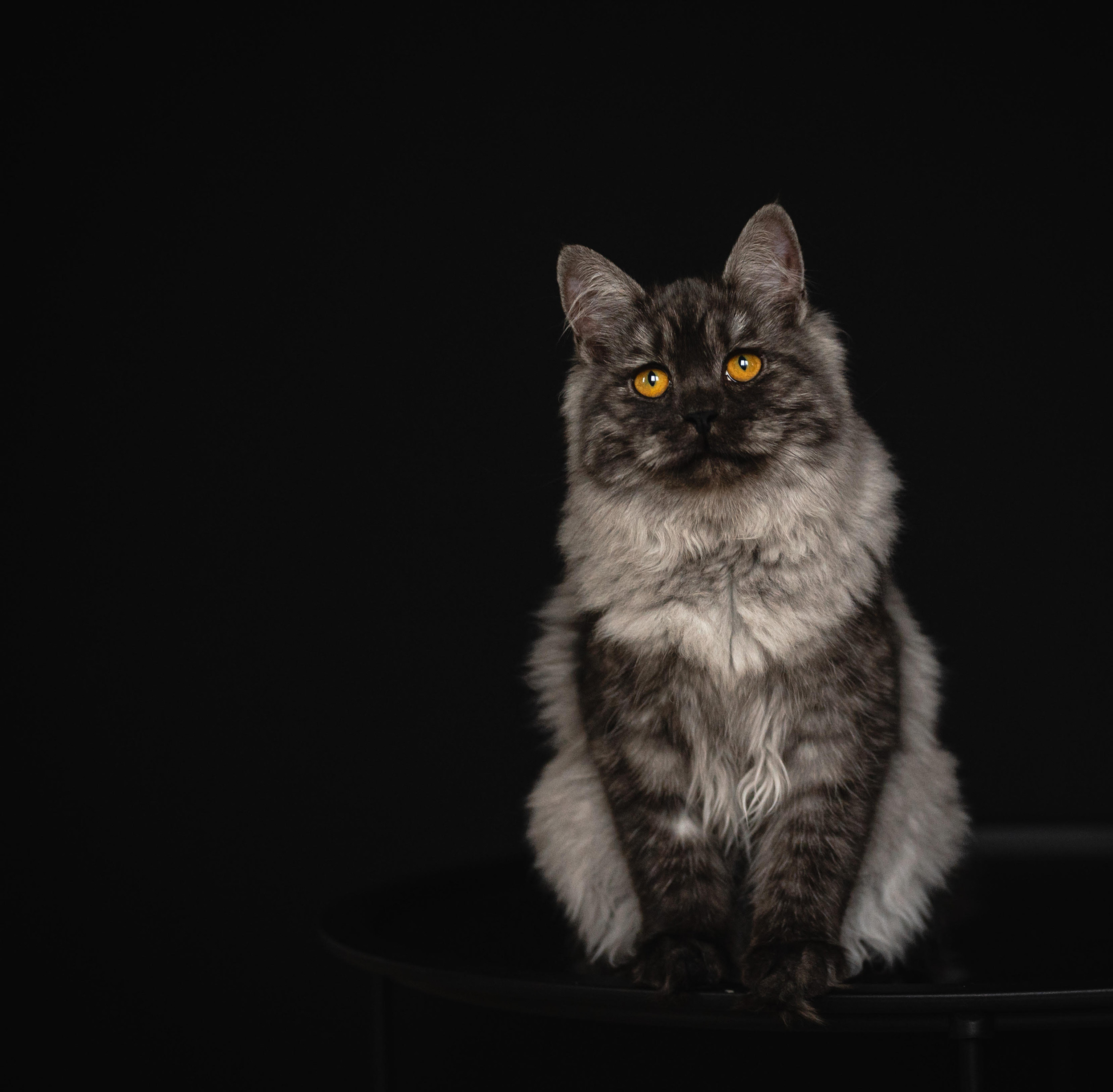 Hjem | Minde Dyreklinikk 