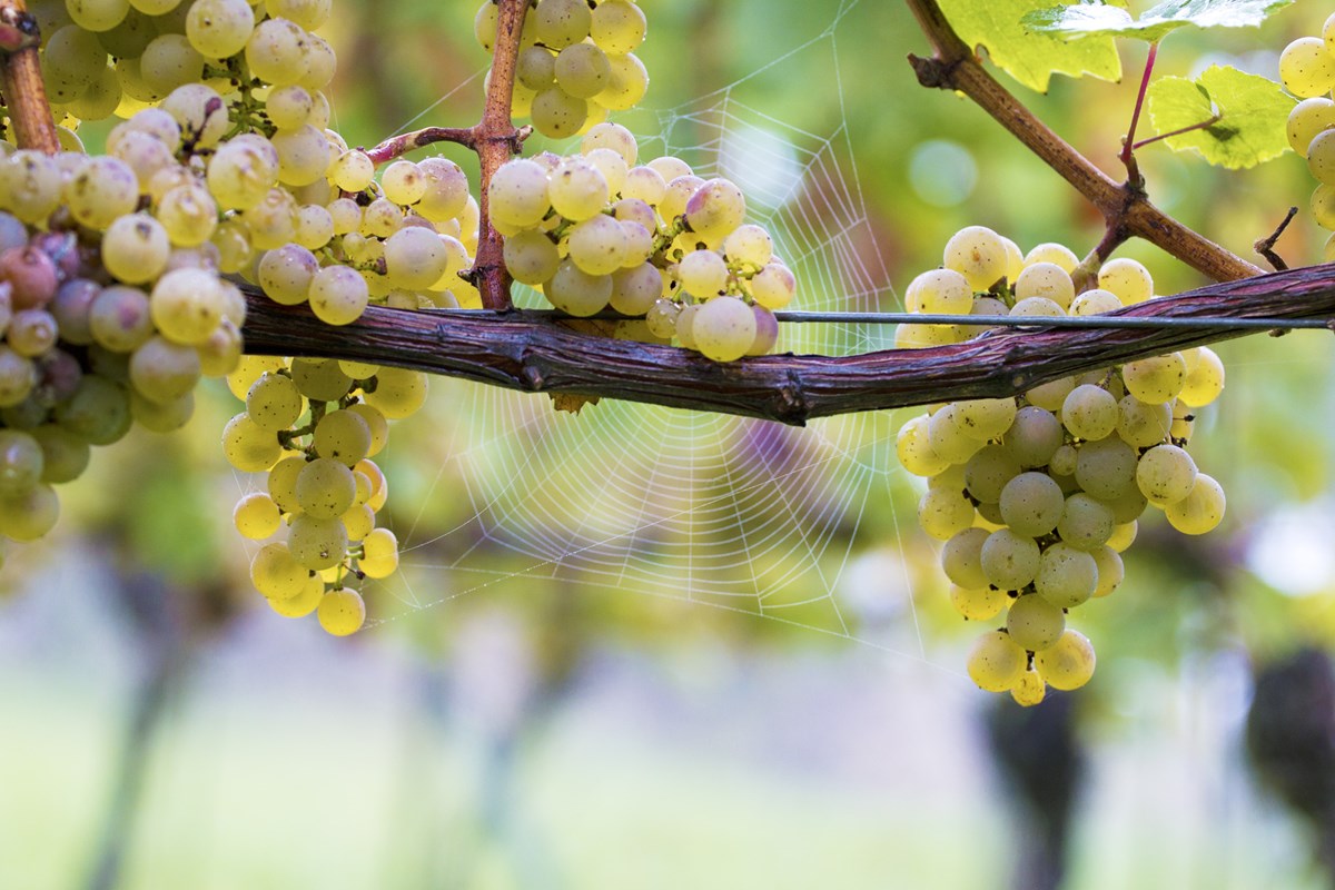 Moestue Grape Selections - vinimport fra klassiske vinland!