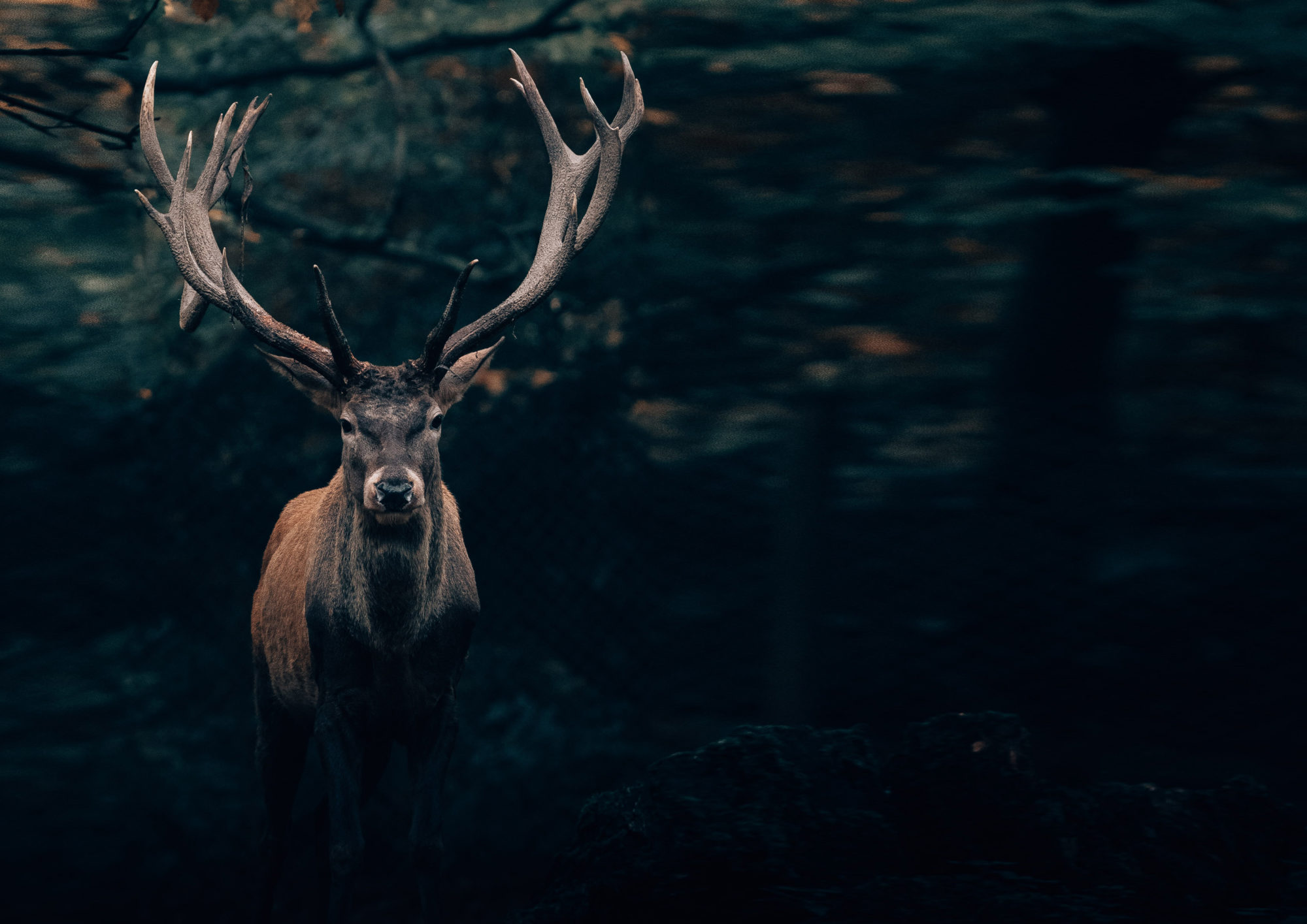 Naturdata - innsamling, bearbeiding og tilrettelegging av hjorteviltdata