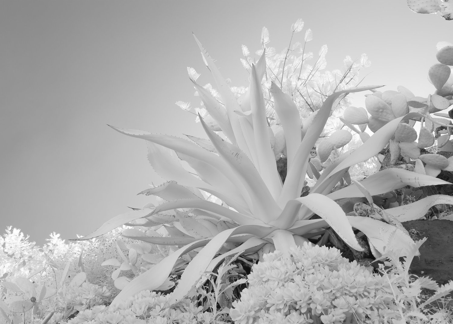 Daniel Hygstedt Hansen