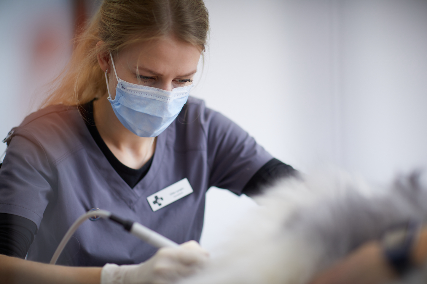 Norsk dyrepleier- og assistentforening