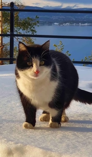 HJEM - Nesoddkatten %