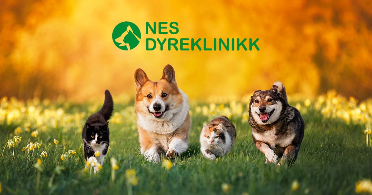 Nes Dyreklinikk | Din veterinær i Årnes