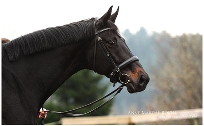 Nordhordland Hestesportklubb