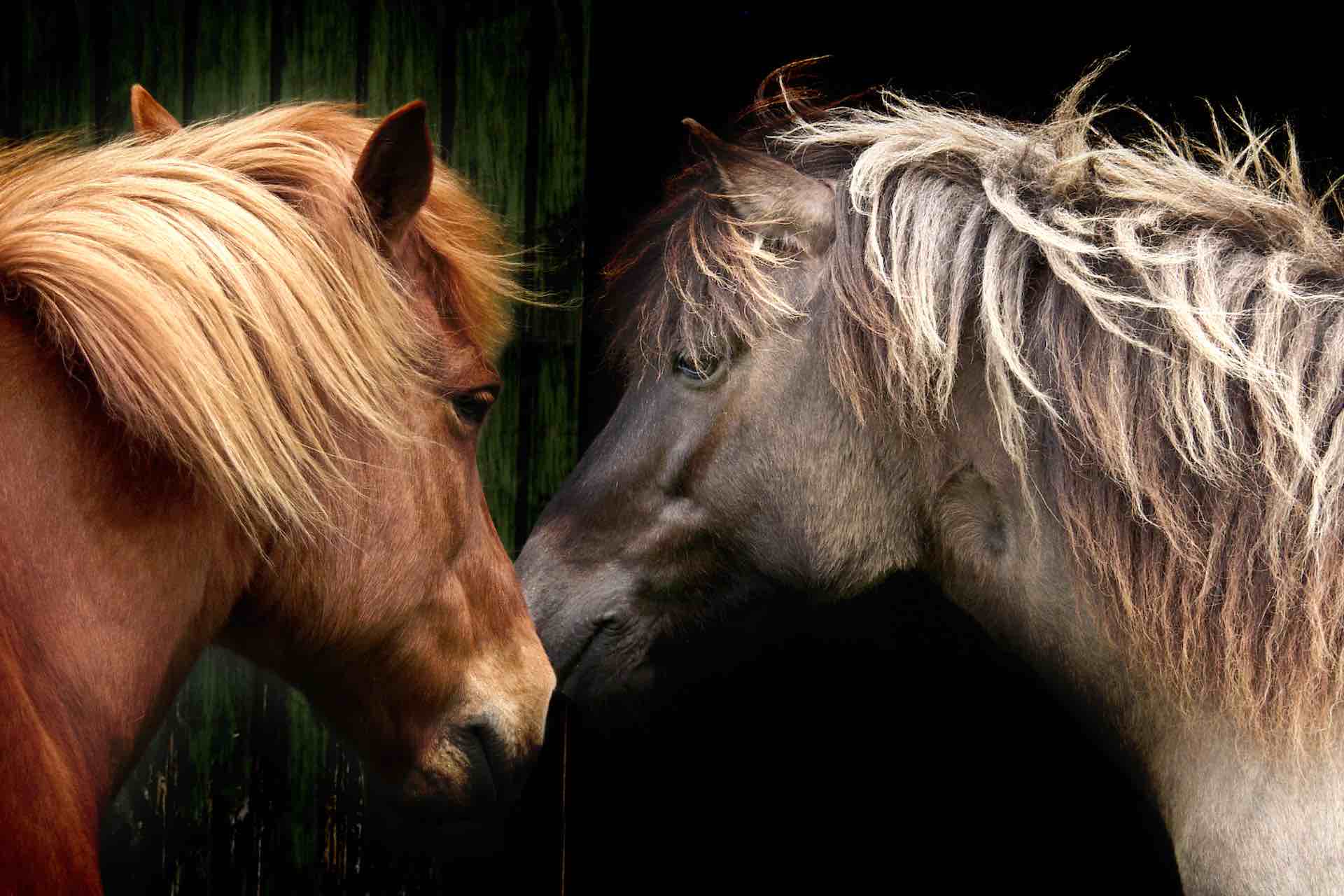 Norsk Islandshestforening, NIHF