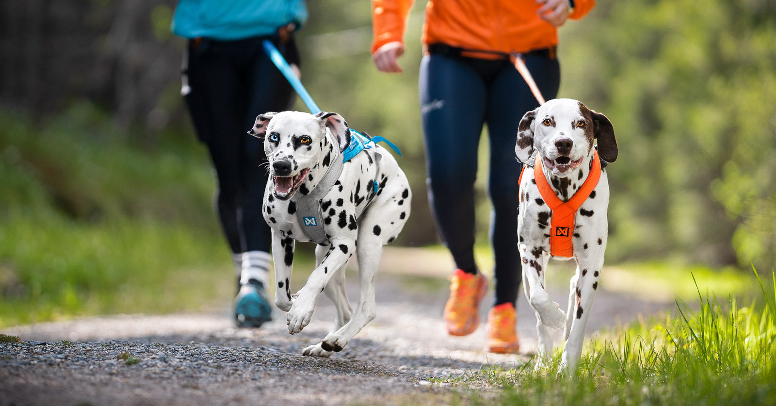 Unleash your potential | Non-stop dogwear