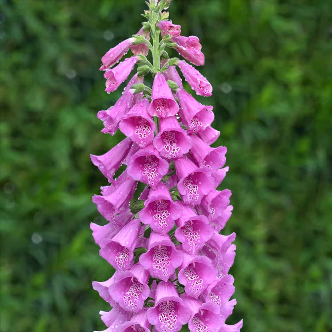 Digitalis AS — Autorisert regnskapsførerselskap