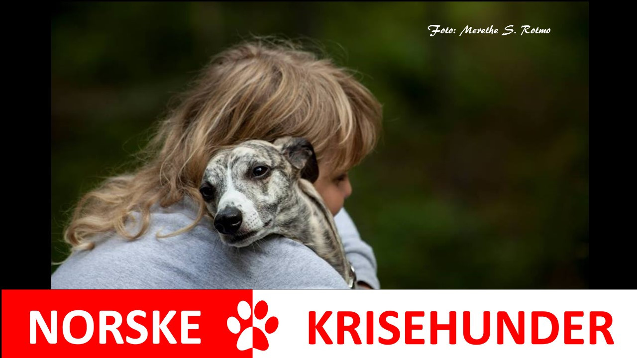 Spesialtrenede hunder | Norske Krisehunder