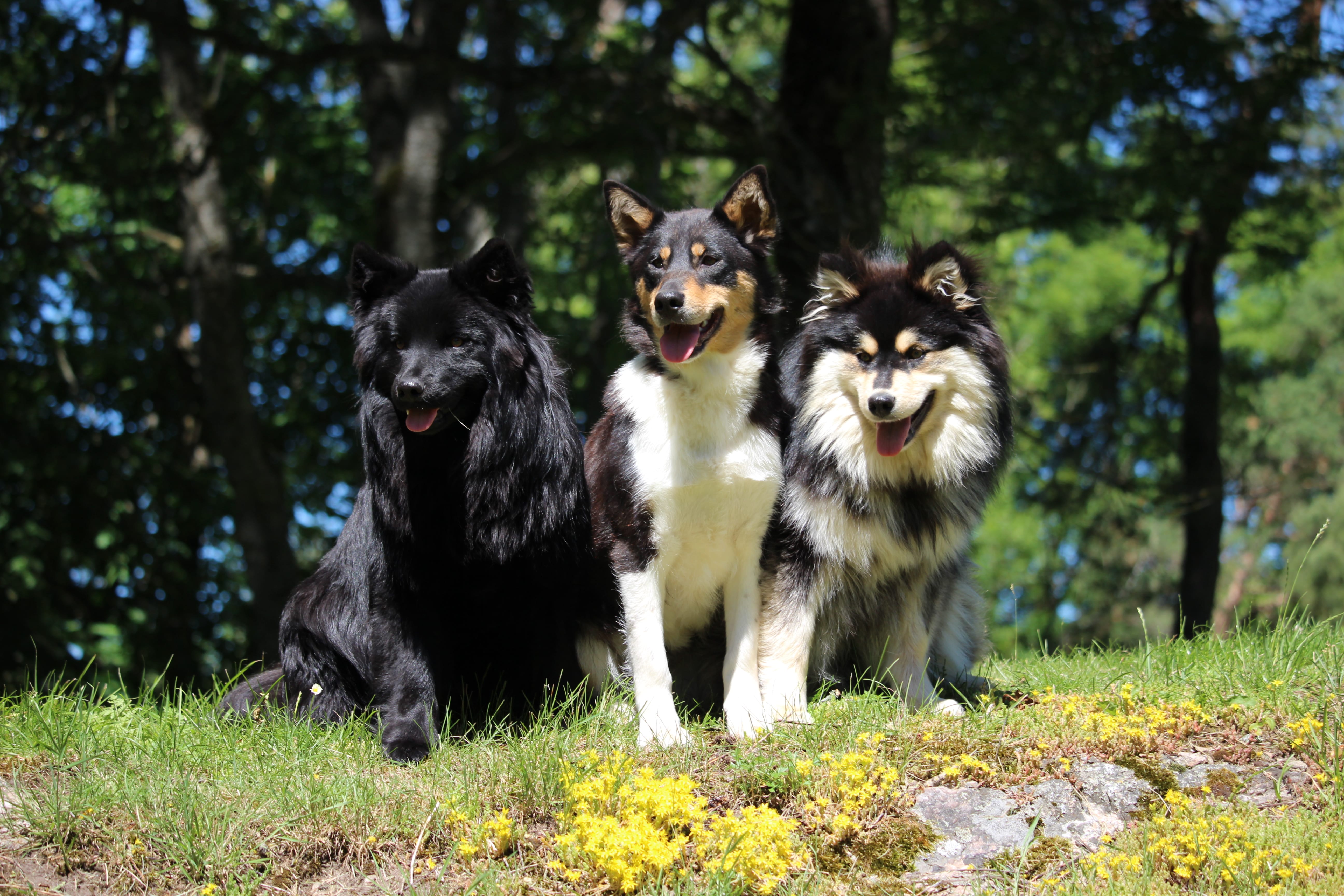 Velkommen til Norsk lapphundklubb