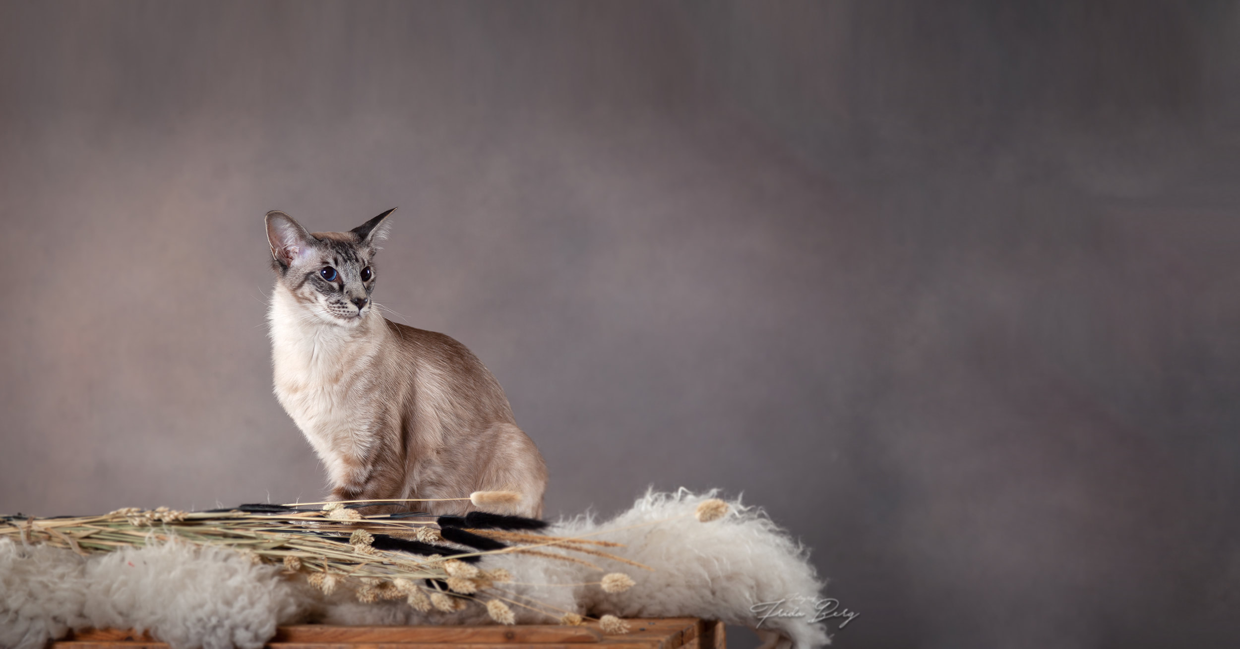 Norske Rasekattklubbers Riksforbund - NRR