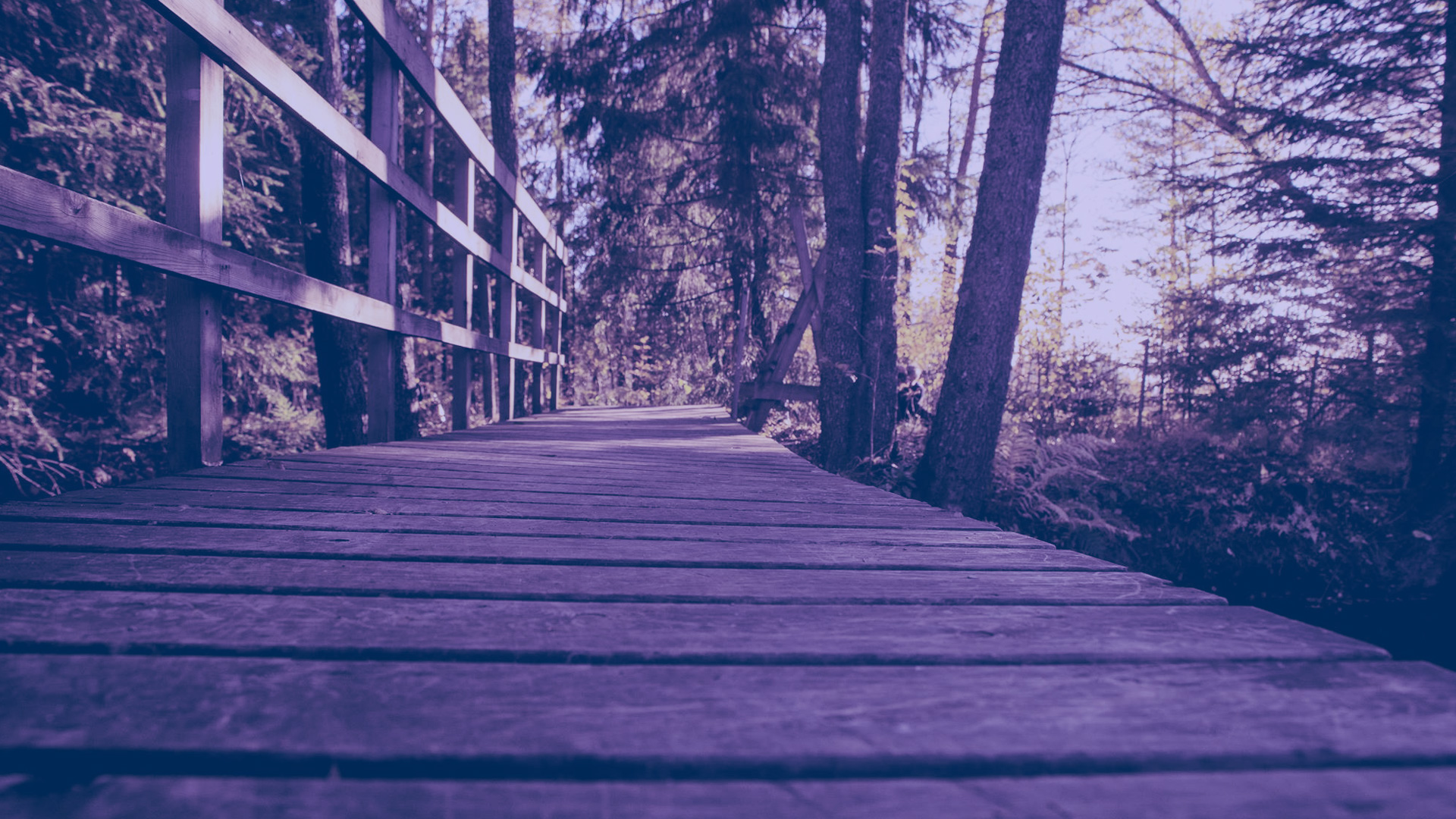 Dette er NSFSF - Norsk Selskap for Spiseforstyrrelser