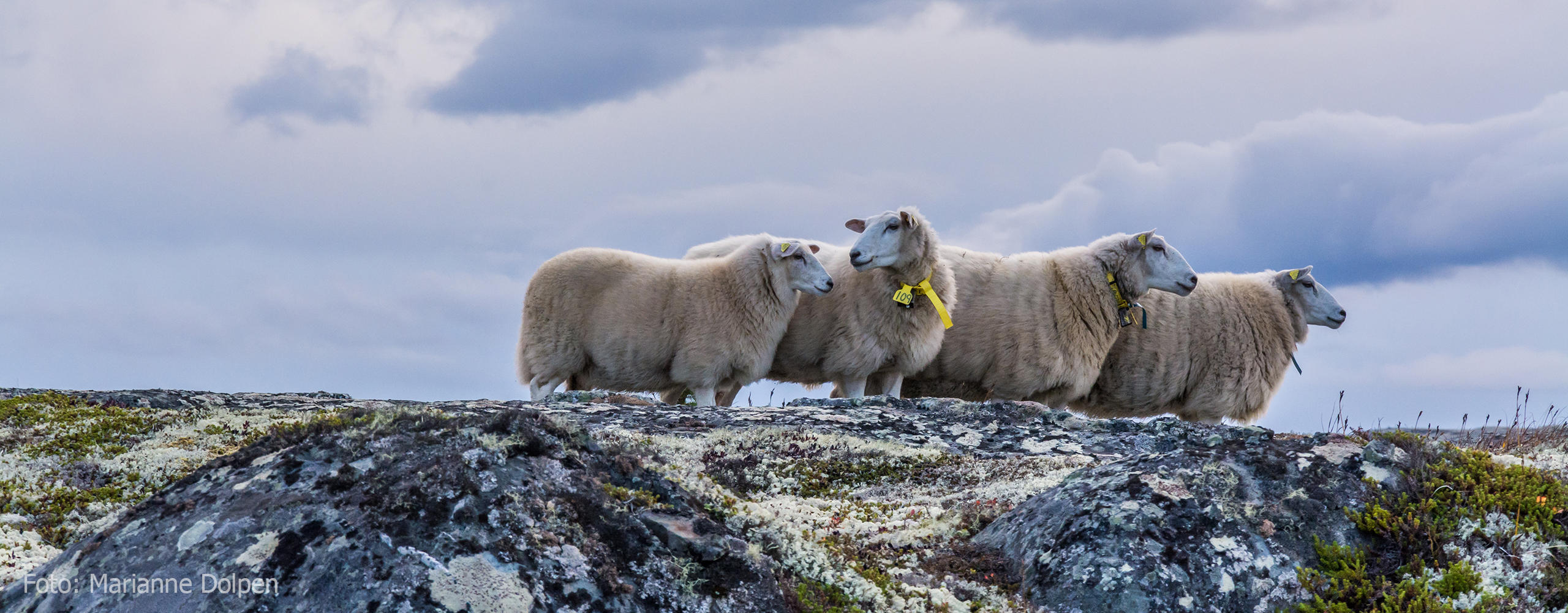 Sveio Sau og Geit - Norsk Sau og Geit