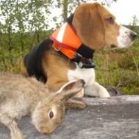 Østfold Harehundklubb