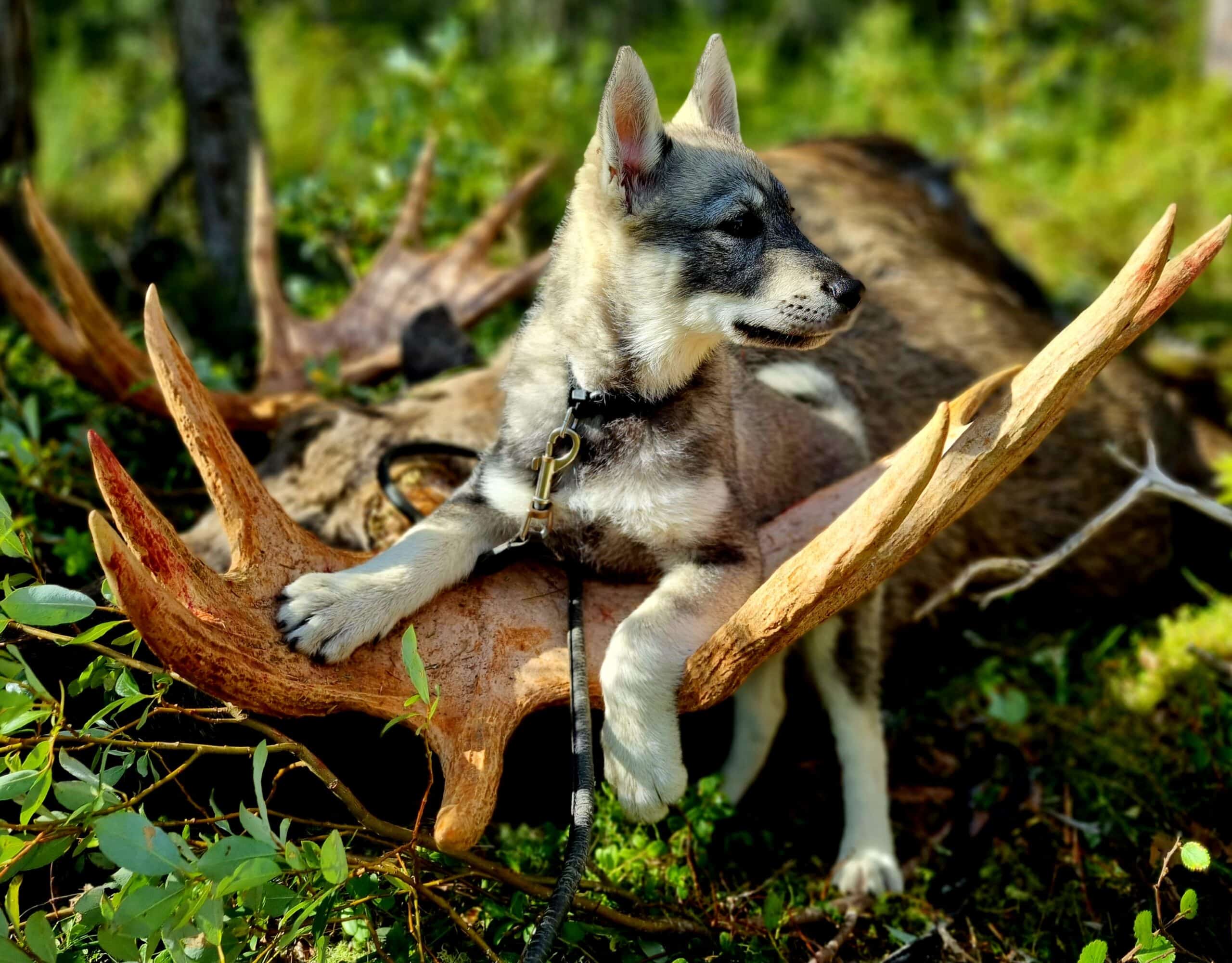 Oslo-Områdets Elghundklubb