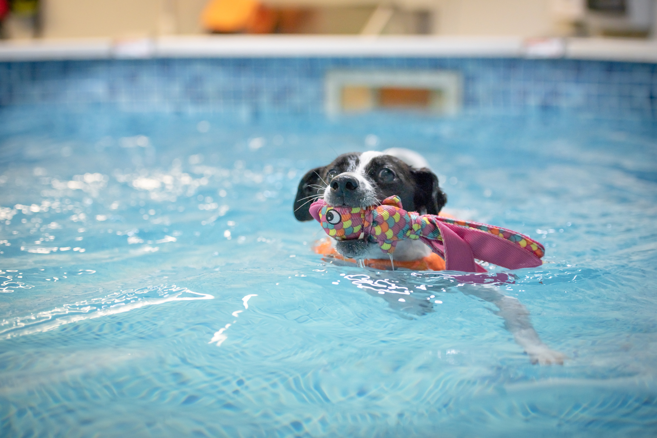 OPTIMAL HUND | Behandling for hund