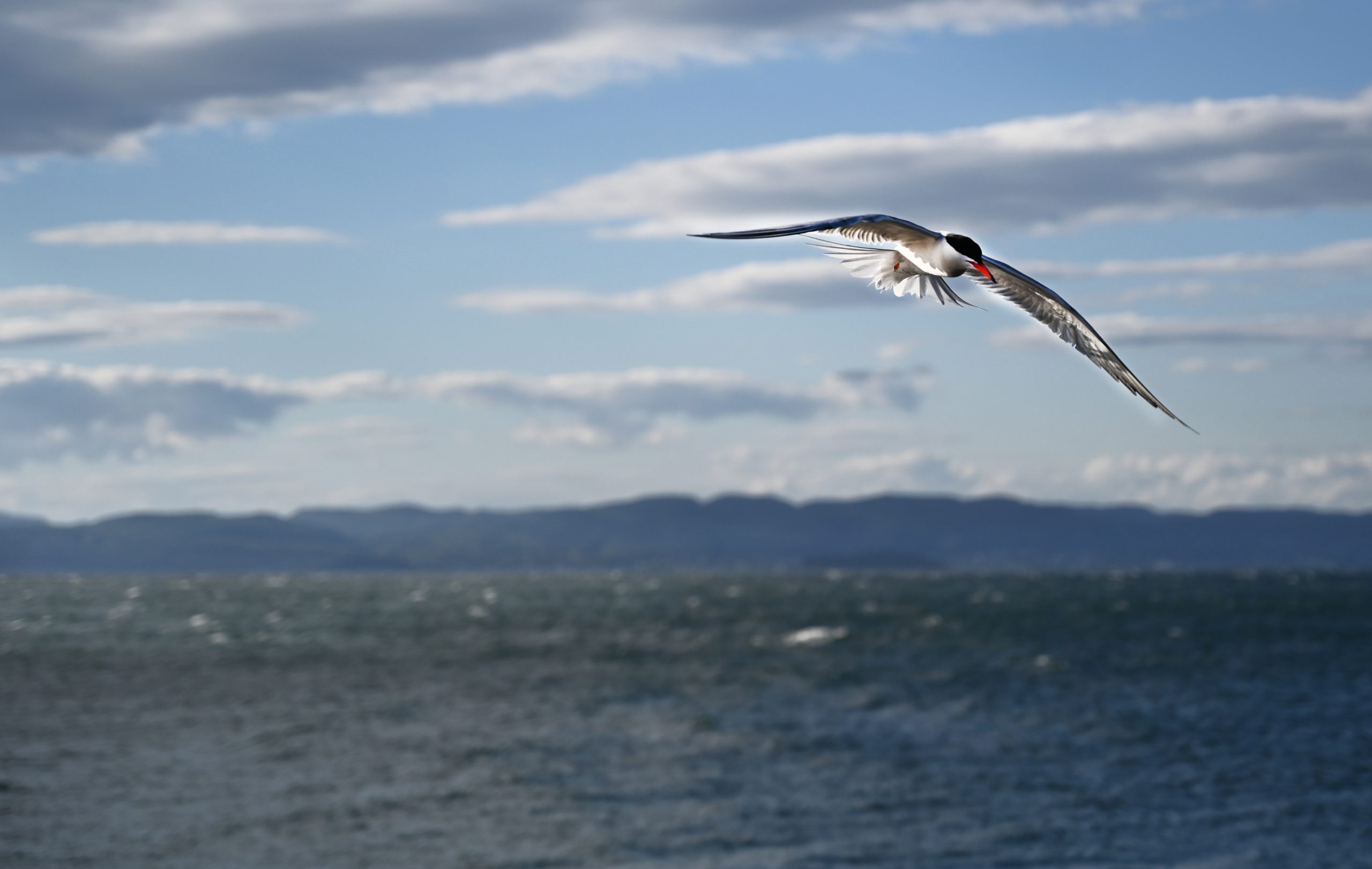 Oslofjordens Friluftsråd