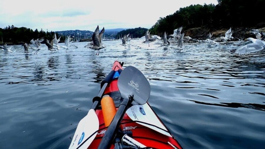 Oslo Kayak Tours: Explore Oslo Fjord's kayak adventures