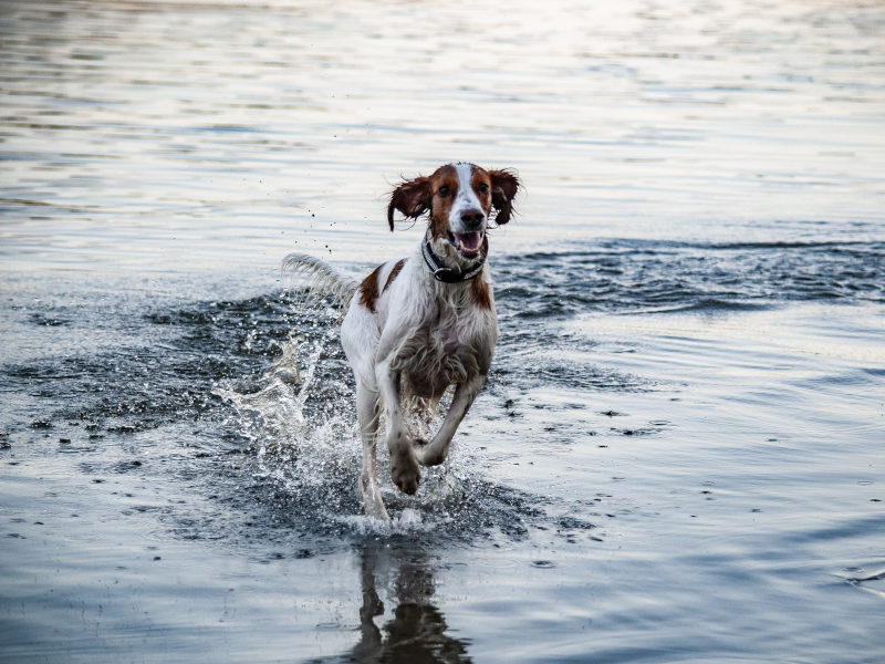 Østfold Fuglehundklubb