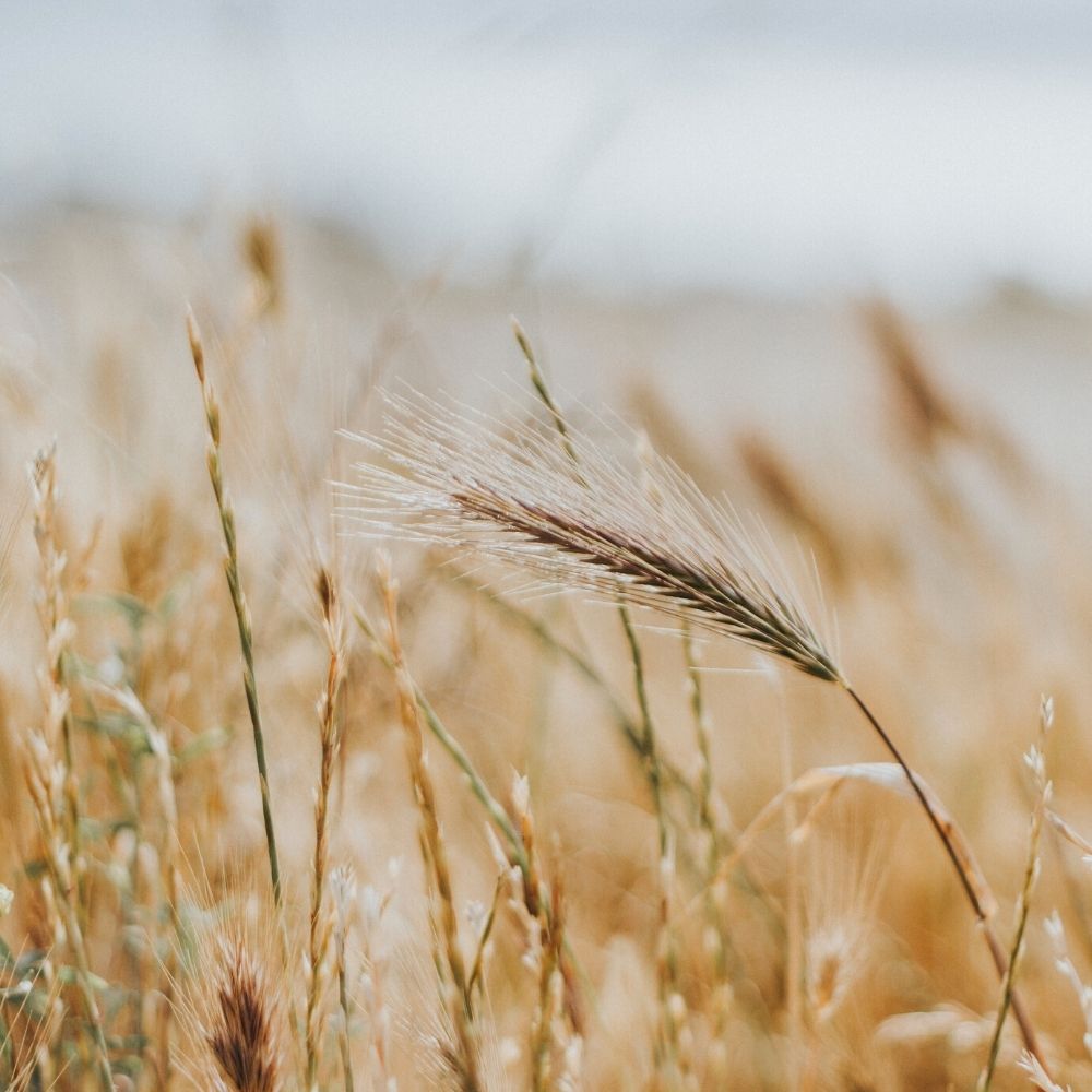 Velkommen til Østfoldkorn - Østfoldkorn SA