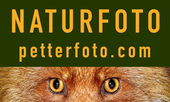 PAN NATURFOTO - Petter Askø Næss