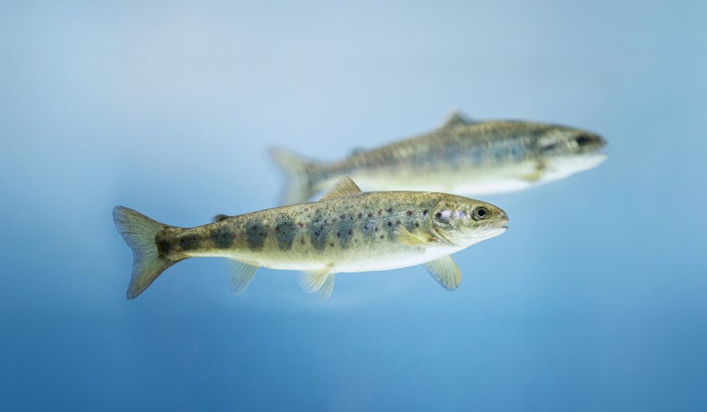 PatoGen AS - a fish health company