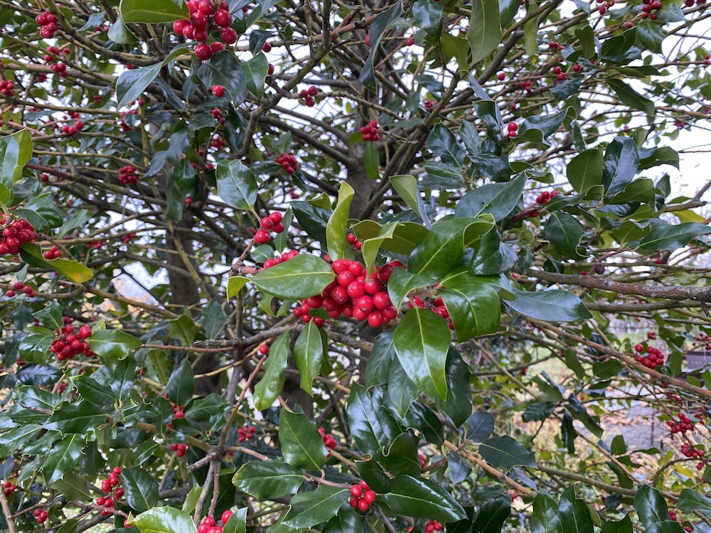 Norsk Permakulturforening