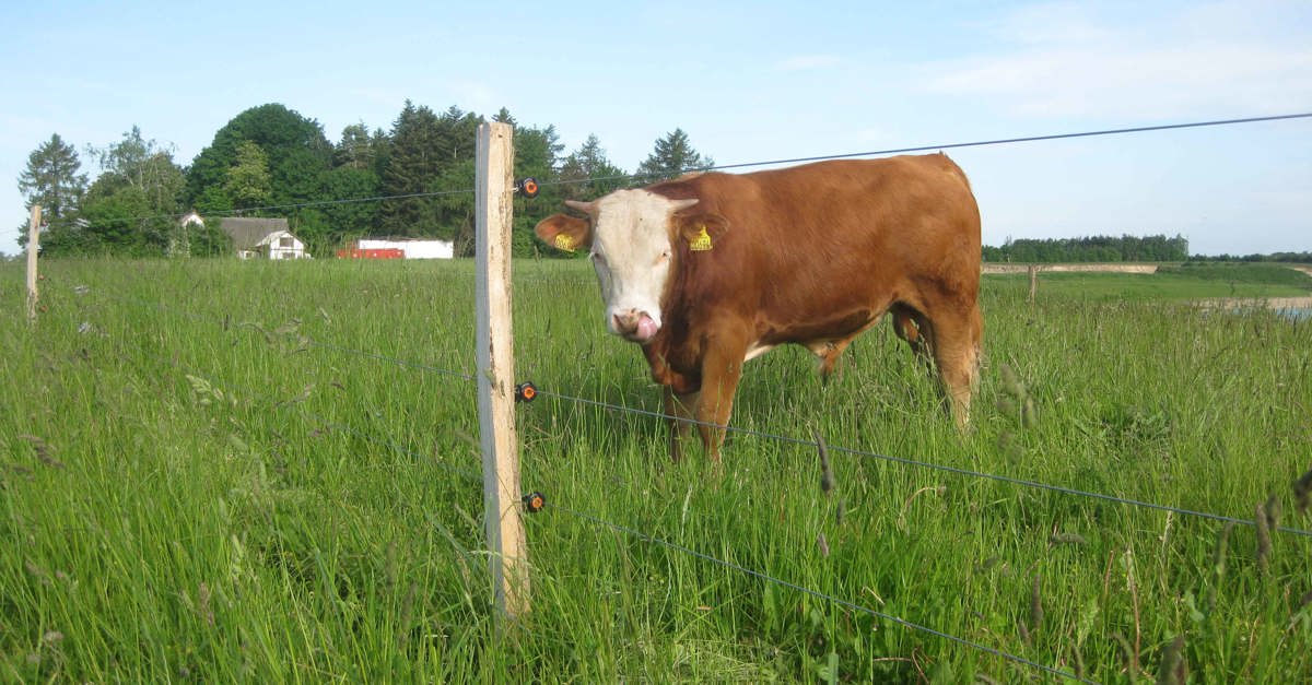 
            Hegn til dyr og have | Hegn fra Poda giver tryghed og værdi
        