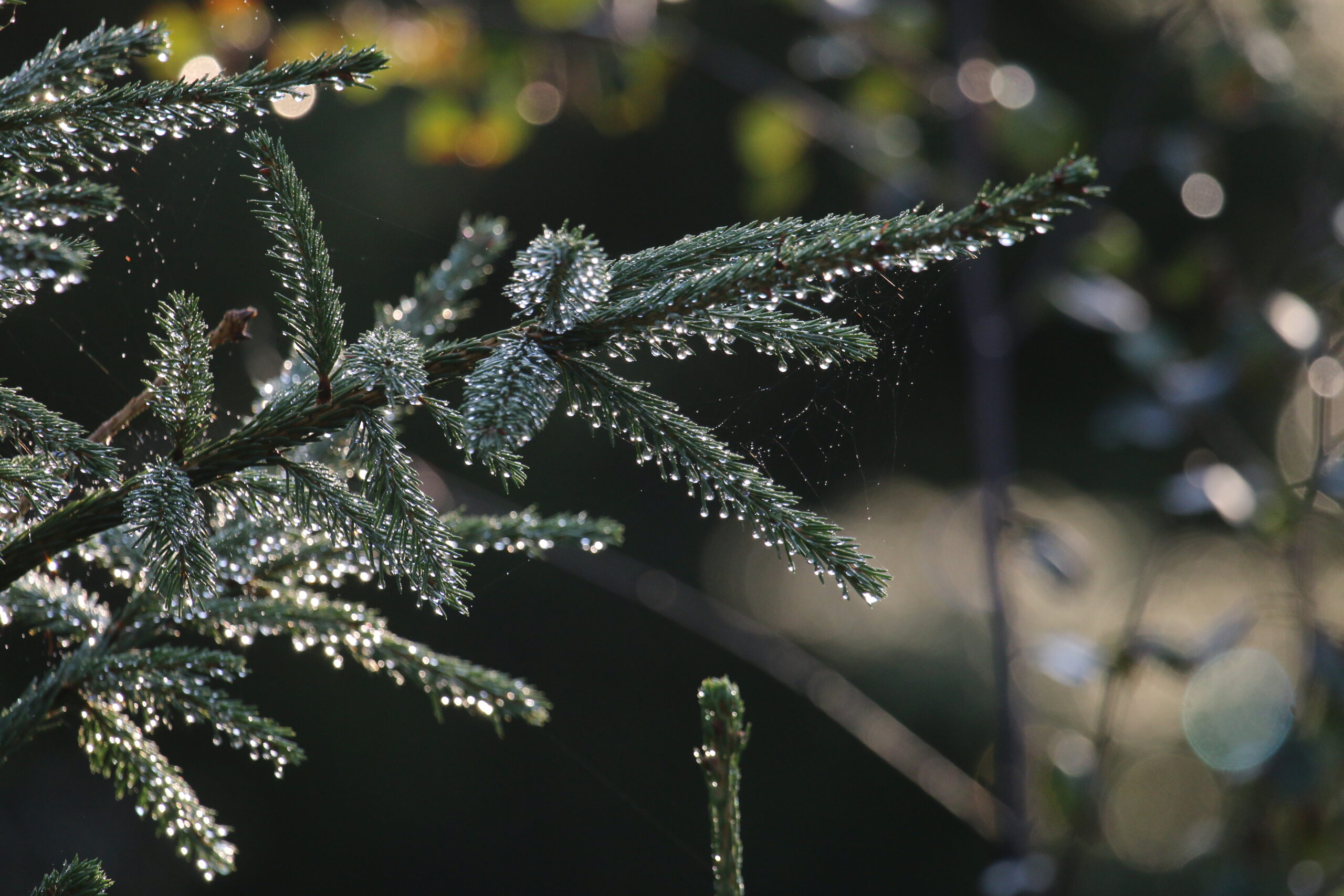 Forside - Romedal Almenning og Stange Almenning