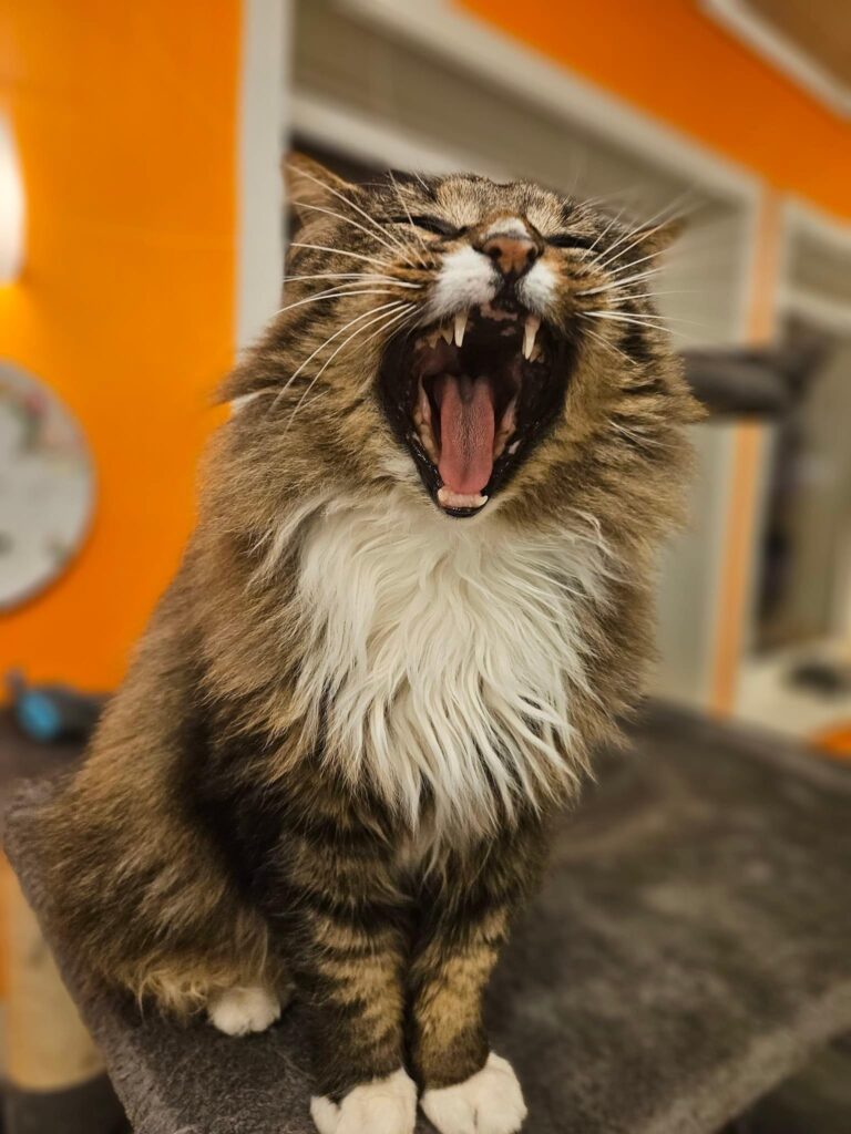 Hjem - Redd Dyra Telemark