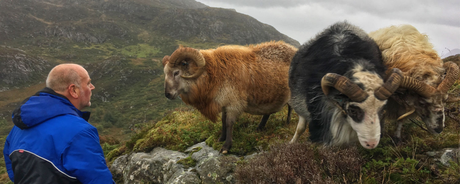 Reksta Villsau - kortreis økologisk lokalmat og villsauskinn