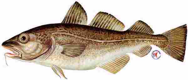 Remøy Skipsmegling AS