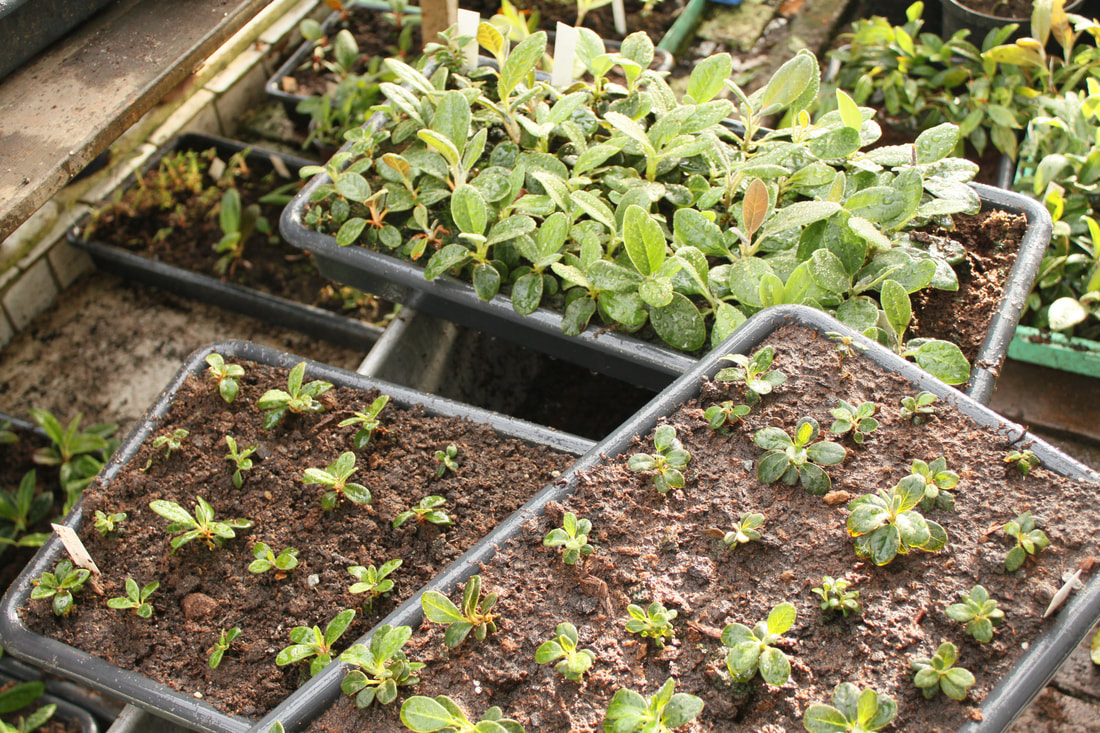 Den norske Rhododendronforening