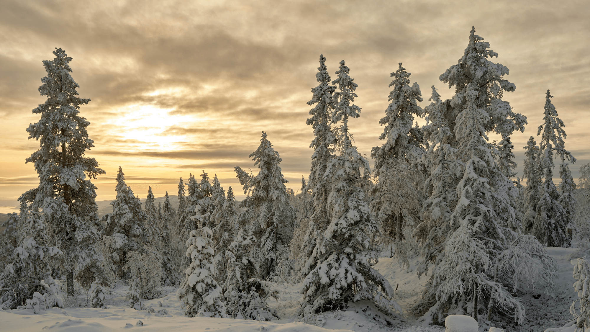 Startsiden | Riksrevisjonen