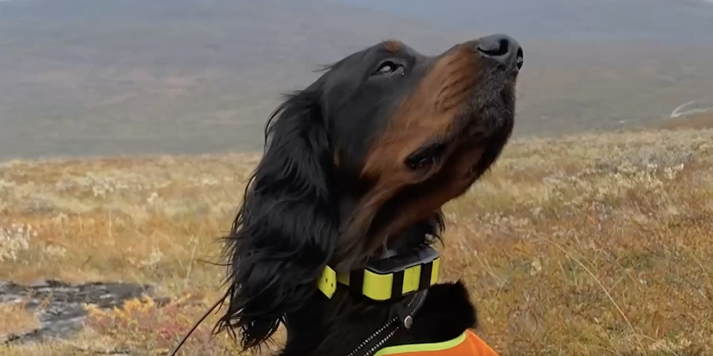 Romerike Fuglehundklubb