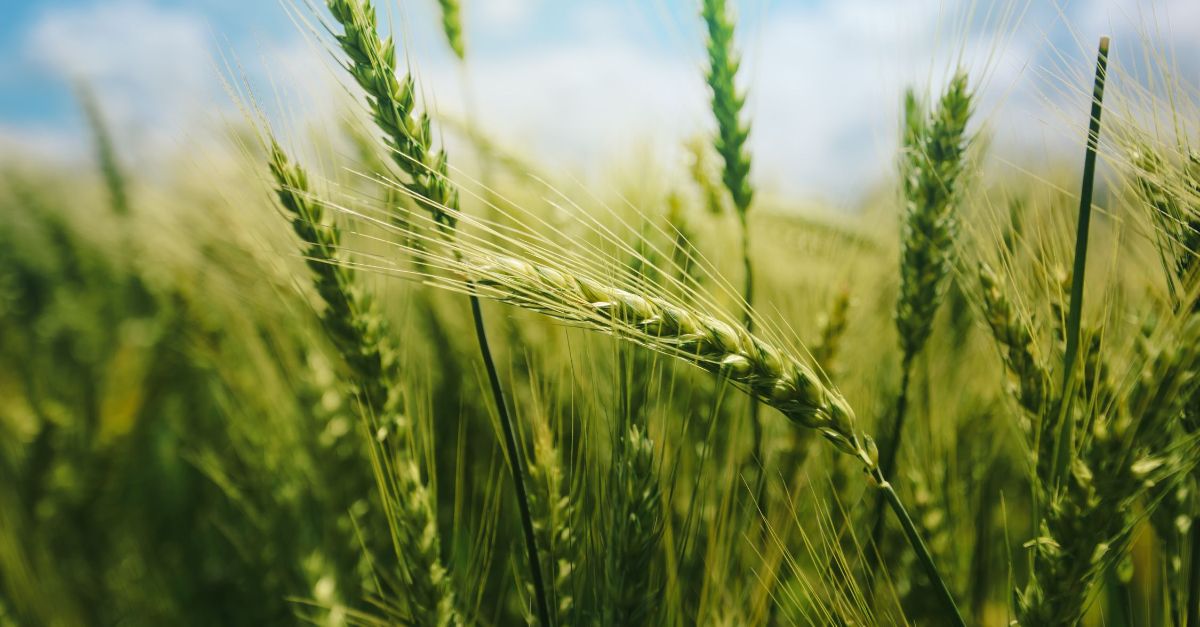 Velkommen til Evangelisk Misjon | Gavelstad Gjestegård AS