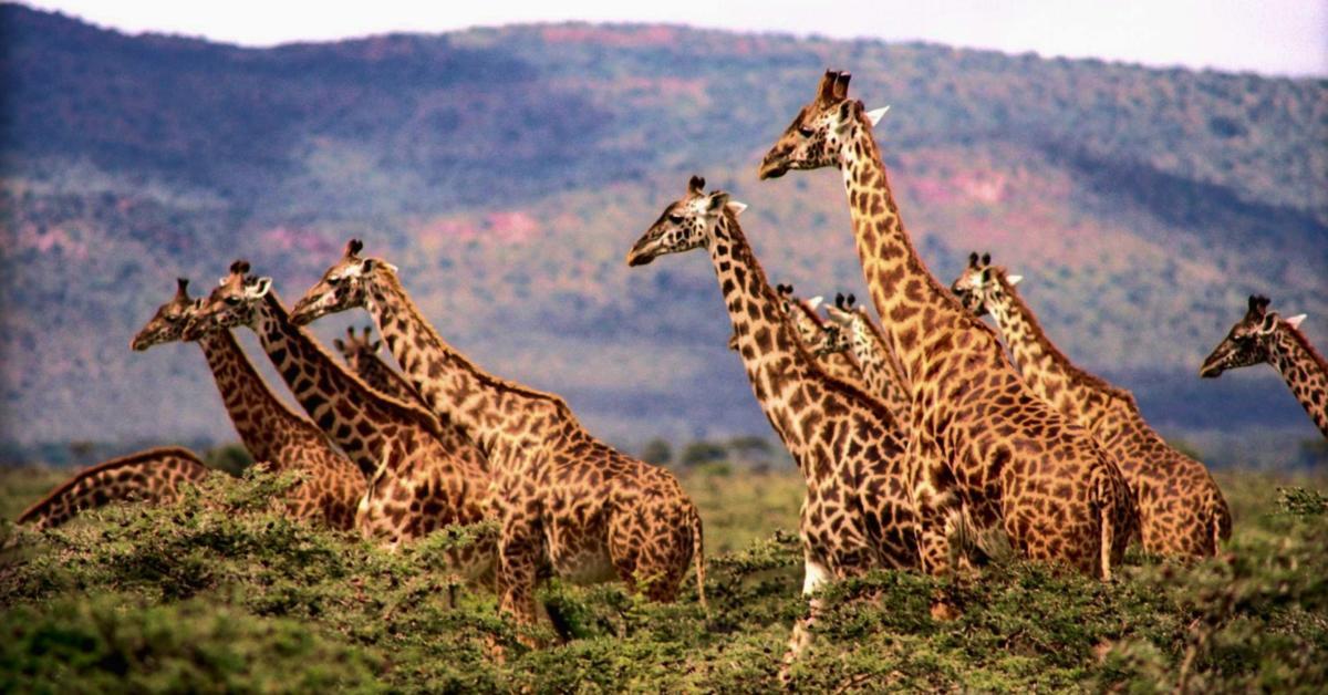 Safarireiser | Bli med oss til det ekte Afrika | safarireiser.no