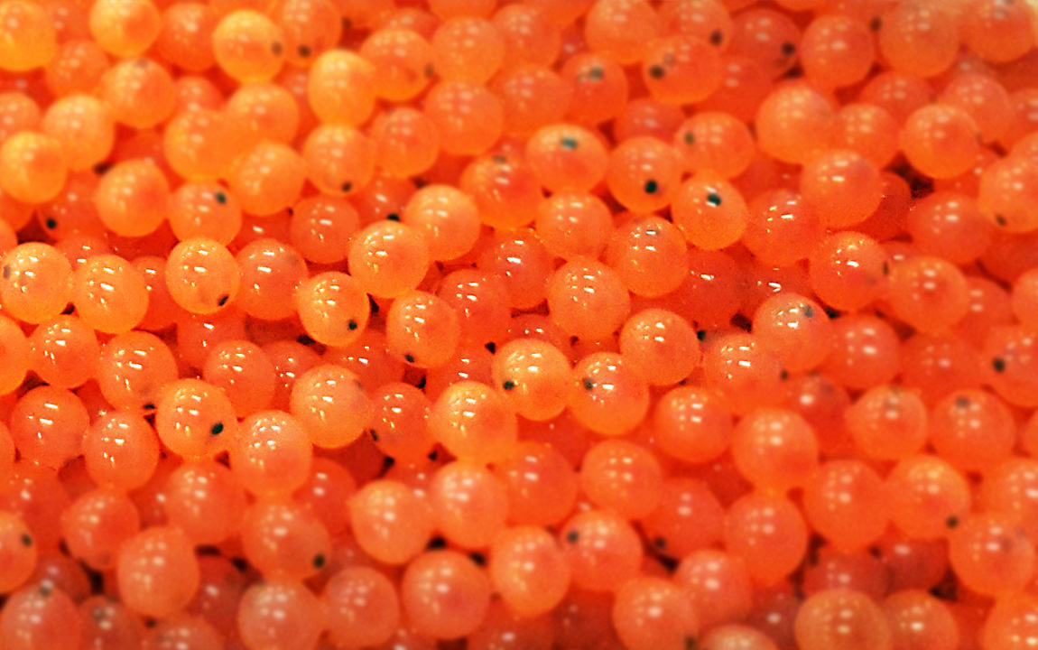 Framsida - Sevareid.no