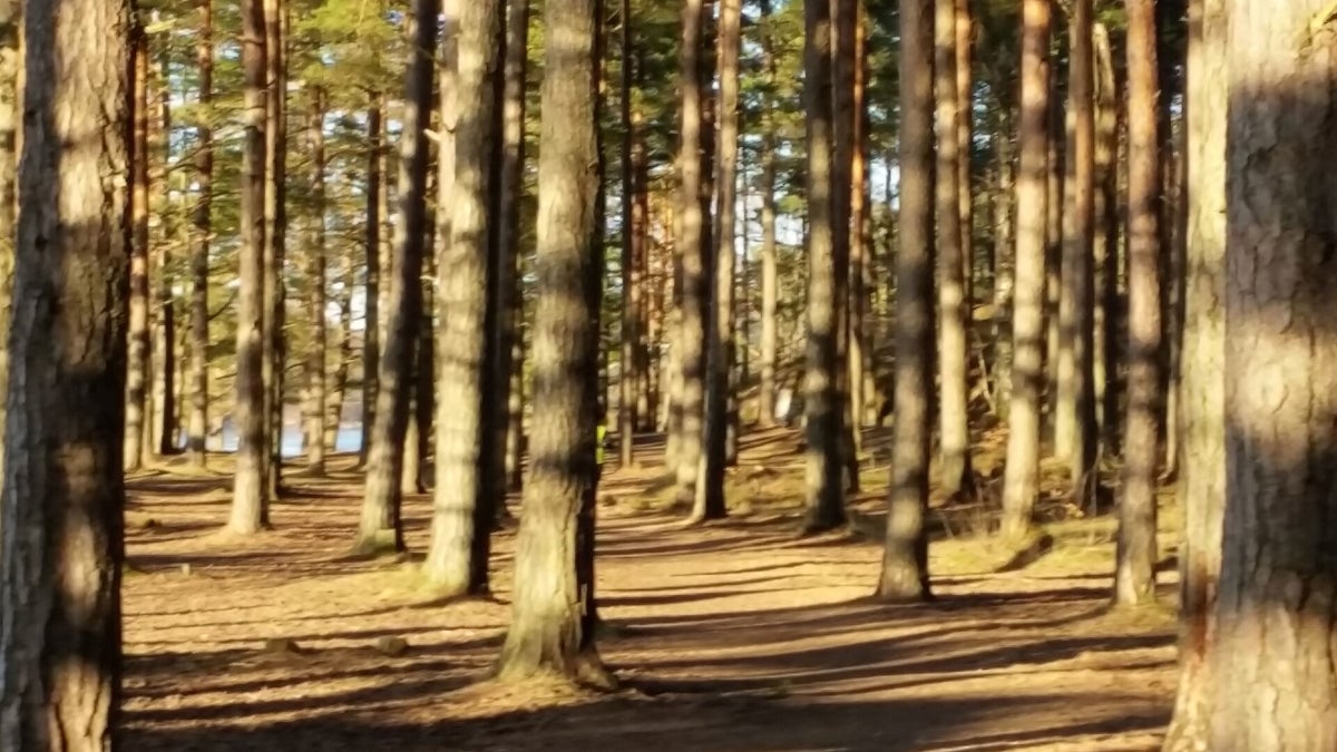 Foreningen Bevar Hoveodden