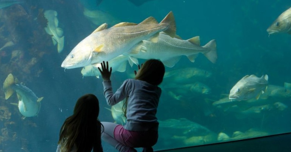 Stiftelsen Kjell Holm - Støtter kulturelle og samfunnsgagnlige tiltak i Ålesund
