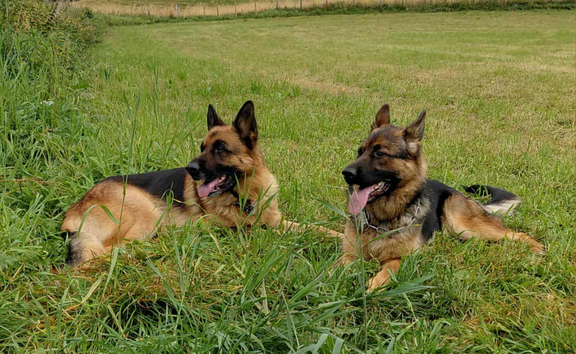 Kennel Stugguhaugen — Oppdrett av schæferhund