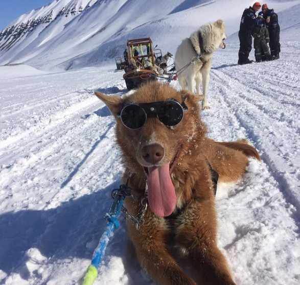 Home | Svalbard Husky