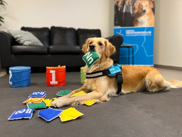 Norske Terapihundskolen – Besøkshund, Skolehund, Terapihund